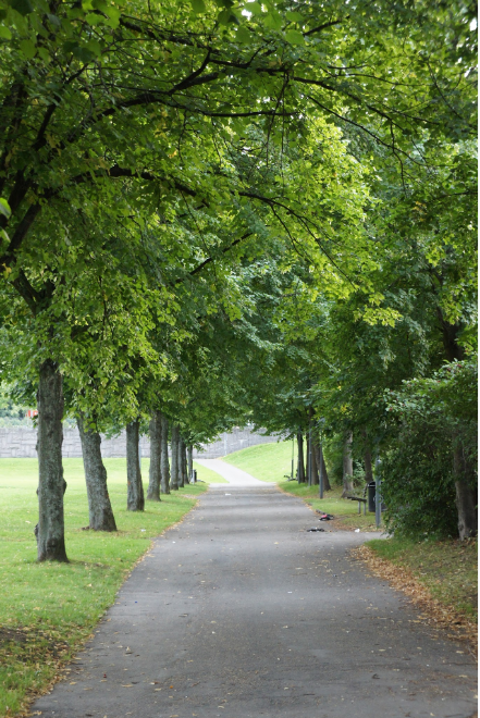 Forest with path as an axis